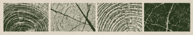 Textures of tree rings and leaf veins